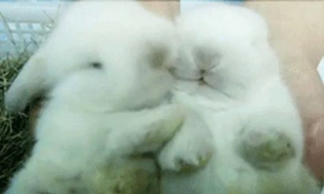 Bunny Cute GIF - Bunny Cute Kiss - Discover & Share GIFs Rabbit Gif, Cute Potato, Cute Kiss, Don Bosco, Some Bunny Loves You, Cute Headers, Banner Gif, Blue Bunny