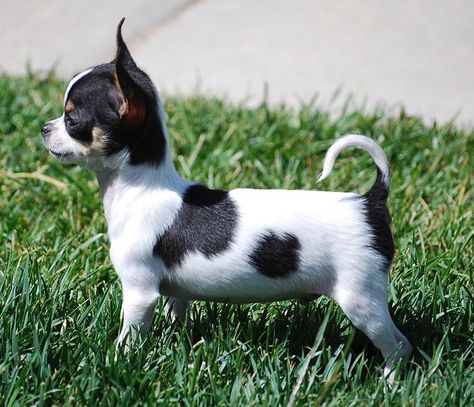 Will x Panda, black and tan smoothcoat chihuahua puppy Baby Chihuahua, Bulldog Francese, Chihuahua Lover, Cute Chihuahua, Chihuahua Love, Chihuahua Puppies, Chihuahua Dogs, Little Dogs, Image Hd