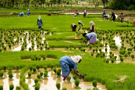 Missing Kerala. Agriculture In India, Importance Of Agriculture, Farmers Day, Agricultural Sector, Green Revolution, Rice Field, Small And Medium Enterprises, Kerala Tourism, We Are The World