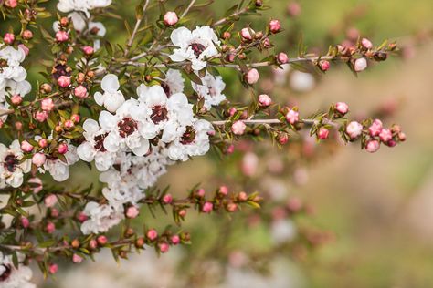 Leptospermum scoparium 'Snow White' (Tea Tree) Tea Tree Plant, Manuka Plant, Manuka Tree, Silver Plant, Plants To Grow, Best Plants, Shade Trees, Native Garden, Buy Plants