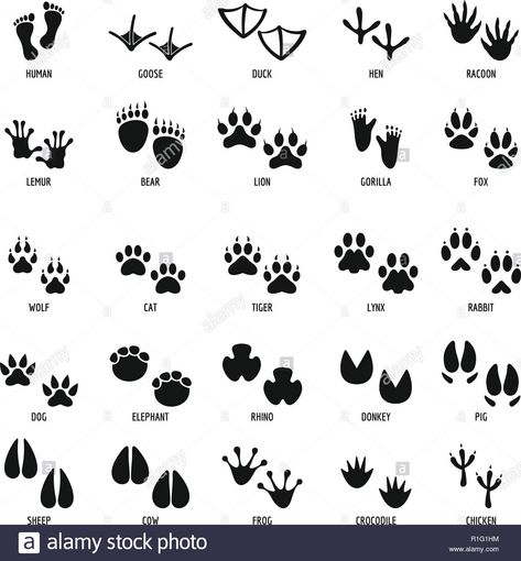 Download this stock vector: Animal footprint icons set. Simple illustration of 25 animal footprint vector icons for web - R1G1HM from Alamy's library of millions of high resolution stock photos, illustrations and vectors. Animal Footprints, Zestaw Ikon, Illustration Simple, Animal Tracks, Animal Icon, Simple Illustration, Banner Printing, Print Poster, Icon Set