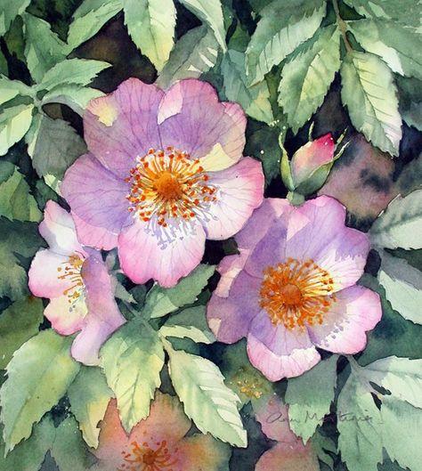 Ann Mortimer, Art Tutor, Watercolor Pictures, Watercolor Flower Art, 수채화 그림, Watercolor Flowers Paintings, Botanical Painting, Color Painting, Pencil Art Drawings