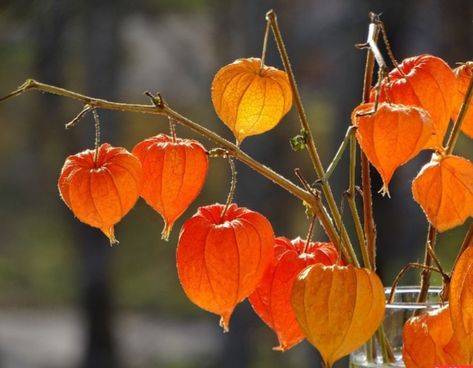 Chinese Lanterns Plant, Fruit Photography, Tree Photography, Chinese Lanterns, Floral Photo, Nature Art Painting, Botanical Drawings, African Violets, Seed Pods