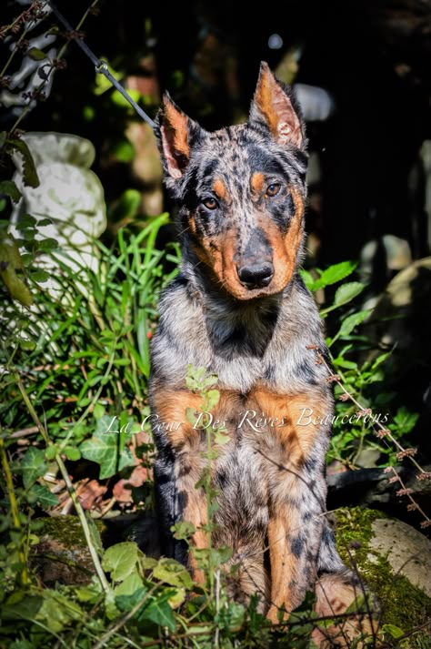 Beautiful Oneiric 💕  Female Harlequin Beauceron 16 Weeks  La Cour Des Rêves Beaucerons Beauceron Dog Puppies, Female Harlequin, French Shepherd, Koolie Dog, Beauceron Dog, Most Expensive Dog, Expensive Dogs, Dog Line Art, Scary Dogs