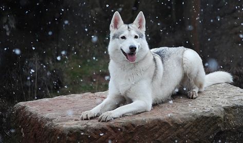 Utonagan Dog, Chug Dog, Northern Inuit, Northern Inuit Dog, Guard Dog Breeds, Dog Crossbreeds, Best Guard Dogs, Stud Dog, Hypoallergenic Dogs