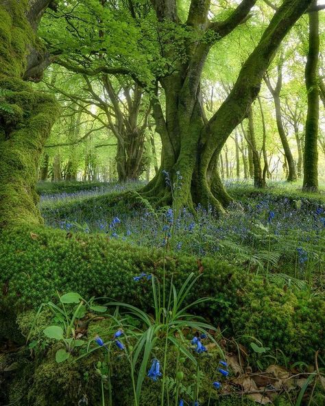 Rachel - Astralis Photography (@rachel_jones_ross) • Zdjęcia i filmy na Instagramie Enchanted Tree, Blue Bell Flowers, Image Nature, Magical Forest, Nature Aesthetic, Magical Places, Enchanted Forest, Beautiful Tree, Mother Earth