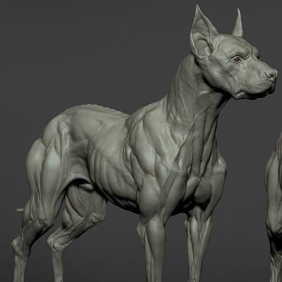 ArtStation - Tsvetomir Georgiev Wolf Anatomy, Dog Creature, Creature Anatomy, Dog Reference, Zbrush Models, Demon Dog, Zbrush Character, Dog Anatomy, Dog Model