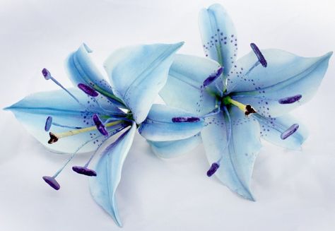 Stargazer Lily Tattoo, Blue Lilies, Blue Wedding Bouquet, Tattoo Rose, Lily Wedding, Blue Lily, Stargazer Lily, Lily Tattoo, Rose Blue