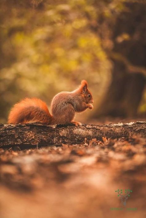 Autumnal Backgrounds, Squirrel Aesthetic, Autumn Squirrel, North American Animals, Squirrel Pictures, Autumn Animals, Fall Cats, Animal Help, Cute Squirrel