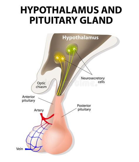 Endocrine System Anatomy, Pineal Gland Anatomy, Hypothalamus Healing, Hypothalamus Anatomy, Human Body Organs Anatomy, Organs Illustration, Glandular Epithelium, Hypothalamus And Pituitary Gland, Biology Stickers