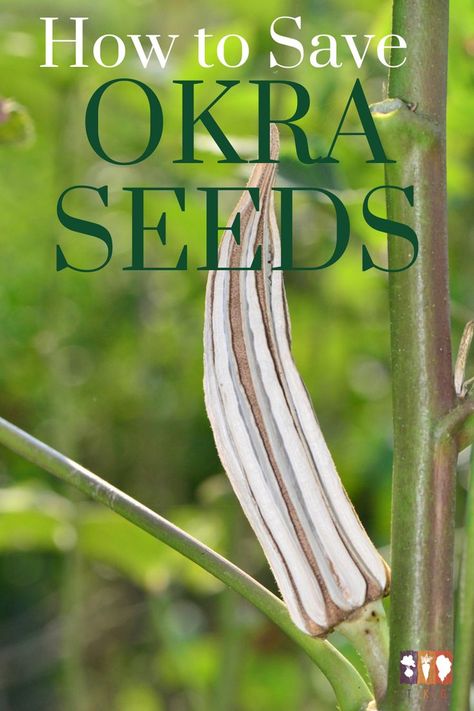 Growing Okra, Okra Plant, Okra Seeds, Okra Fries, Saving Seeds, Gardening Seeds, Wooden Raised Garden Bed, Seeds Benefits, Garden Companion Planting