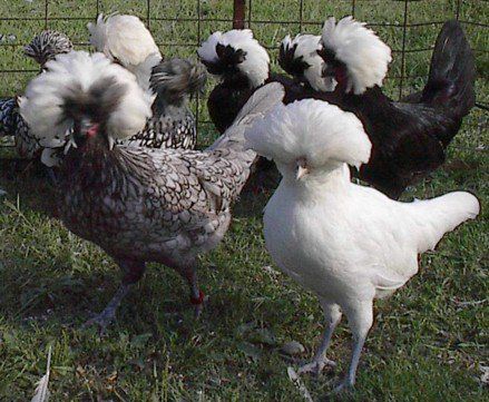 Polish Chickens, Best Laying Chickens, Laying Chickens Breeds, Polish Chicken, Laying Chickens, Best Egg Laying Chickens, Chicken Coloring, Types Of Chickens, Egg Laying Chickens