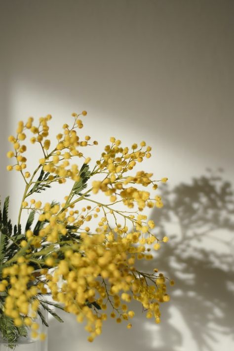 Yellow Flower Arrangements, Mimosa Flower, Stunning Flowers, Tree Woman, Australian Flora, Yellow Springs, Grass Field, Focus Photography, Snowflake Decorations