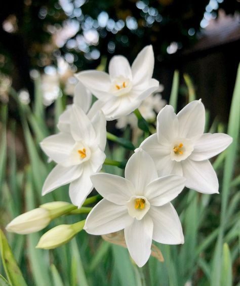 Paperwhites Flowers, Paperwhites Christmas, Narcissus Paperwhite, Paperwhite Flowers, Paperwhite Narcissus, Flower Narcissus, Royal Bouquet, Narcissus Flowers, Paper Flower Wall Art