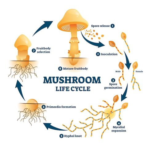 Mushroom Anatomy, Anatomy For Kids, Cycle Stages, Mushroom Spores, Mushroom Cultivation, Stuffed Mushroom Caps, Mushroom Fungi, Mushroom Art, Life Cycle