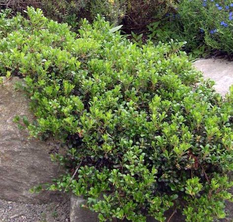 Drooping Flowers, Clackamas Oregon, California Native Garden, Uva Ursi, Habitat Garden, Native Gardens, Sunset Point, Erosion Control, Western Washington