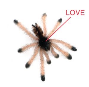 Avicularia Avicularia, Pink Toe Tarantula, Pet Tarantula, Pet Spider, Cool Bugs, Pink Toes, Creepy Crawlies, Arthropods, Love Shape