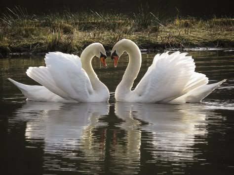 swans Swan Photography, Swan Pictures, Swan Love, Swan Painting, Swans Art, Mute Swan, Beautiful Swan, Exotic Birds, Pretty Birds