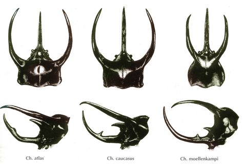 Chalcosoma different horns Atlas Beetle, Cool Insects, Beetle Insect, Insect Collection, Cool Bugs, Stag Beetle, Beautiful Bugs, Creepy Crawlies, Arthropods