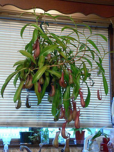 Picture of Update: Happy Plant Pictures 6 Months Later Nepenthes Pitcher Plant, Pitcher Plant Care, Carnivores Plants, Plants Pictures, Pitcher Plants, Bog Plants, Bog Garden, Inside Plants, Pitcher Plant