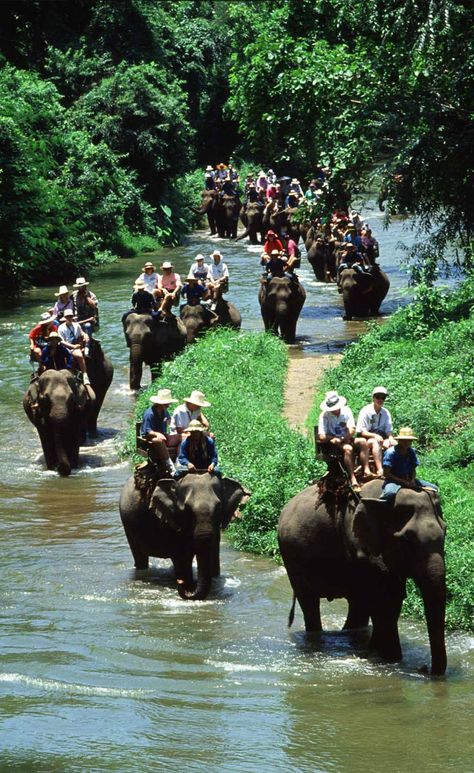 Sumatran Elephant, Asia Vacation, Elephant Safari, Voyage Bali, Elephant Ride, Bali Lombok, Travel Bali, Bali Hotels, Best Boutique Hotels