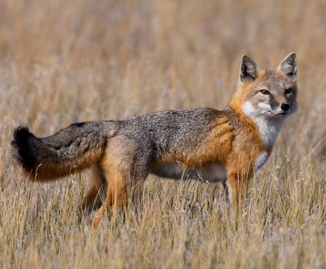 Mexico Animals, Wolf Reference, Fox Therian, Swift Fox, Fox Character, Animal Inspiration, Animal Ideas, Fox Pictures, Timber Wolf