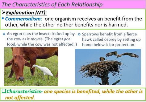 demonstration of commensalism with two examples Relationship Worksheets, Symbiotic Relationships, Ecology, Cow, Quick Saves