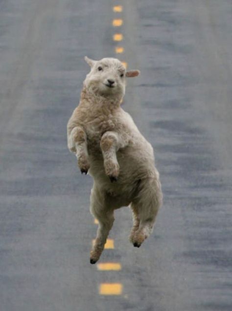 One Happy Sheep! Lamb Pie, Funny Sheep, Funny Pictures With Captions, A Sheep, Silly Dogs, Funny Dog Pictures, Funny Cat Pictures, Shiraz, Happy Animals