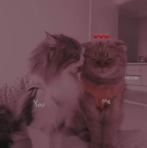 Couple Dp Aesthetic Cats, Cats Couple Dp, Scene Kid Art, Cute Owls Wallpaper, Cute Cat Memes, Iphone Wallpaper Cat, Cat Profile, Cat Couple, Couple Dp