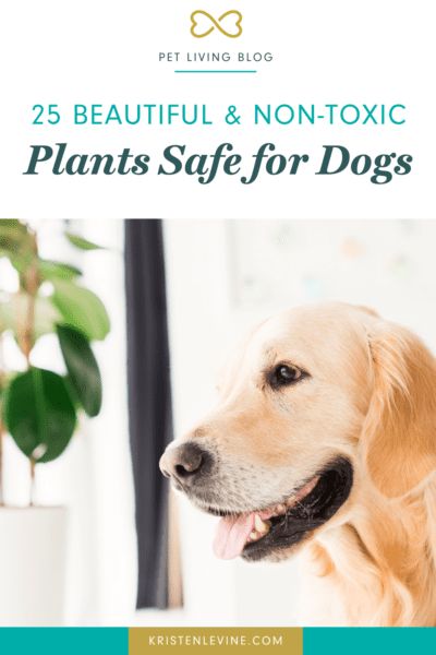 25 Beautiful and Non-Toxic Plants Safe for Dogs | Pet Living Plants Safe For Dogs, Plants For Dogs, Dog Safe Plants, Best Air Purifying Plants, Easy Plants To Grow, Dog Health Tips, Poisonous Plants, Pet Advice, Dog Health Care