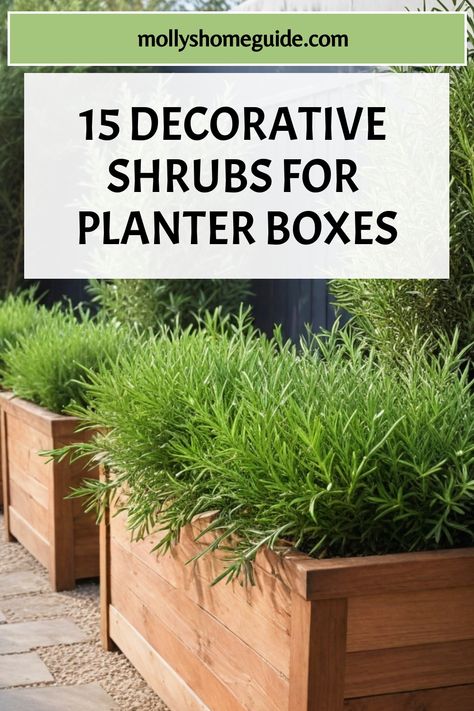 Discover the best shrubs for planter boxes that will bring life to your container garden or patio. Whether you're looking for dwarf shrubs, evergreen varieties, or low hedge options, we've got you covered. These container shrubs are perfect for adding greenery to small spaces like balconies or gardens. Choose from a variety of shrubs suitable for pots and containers that thrive in full sun. Shrubs For Planter Boxes, Evergreen Planter Boxes, Landscaping With Planter Boxes, Best Plants To Grow In Pots, Container Plants For Privacy, Container Landscaping Front Yards, Planter Box Plant Ideas, Evergreen Plants For Pots, Container Shrubs