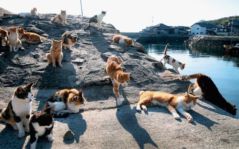 Stray Cat Hostel In Istanbul, Turkey Cat Island Japan, Cat Heaven, Cat Island, Ehime, Cat Sanctuary, Camping Resort, What Cat, Aomori, Japanese Cat