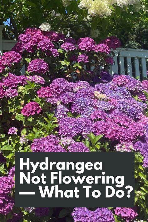 Unlock the Secret to Getting Your Hydrangeas to Bloom with our Essential Guide! Discover the common reasons behind Hydrangeas not flowering and learn how to solve this frustrating problem. From improper pruning to incorrect lighting conditions, we explore the key factors that hinder blooming. Gain valuable insights and practical tips to encourage your Hydrangeas to burst into beautiful blooms. IG Photo by: soiledplantiez When To Transplant Hydrangeas, How To Keep Hydrangeas Alive, Why Hydrangeas Don't Bloom, How To Get Hydrangeas To Bloom, How To Make Hydrangeas Bloom, When To Plant Hydrangeas In Ground, Best Fertilizer For Hydrangeas, How To Prune Hydrangeas, When To Fertilize Hydrangeas