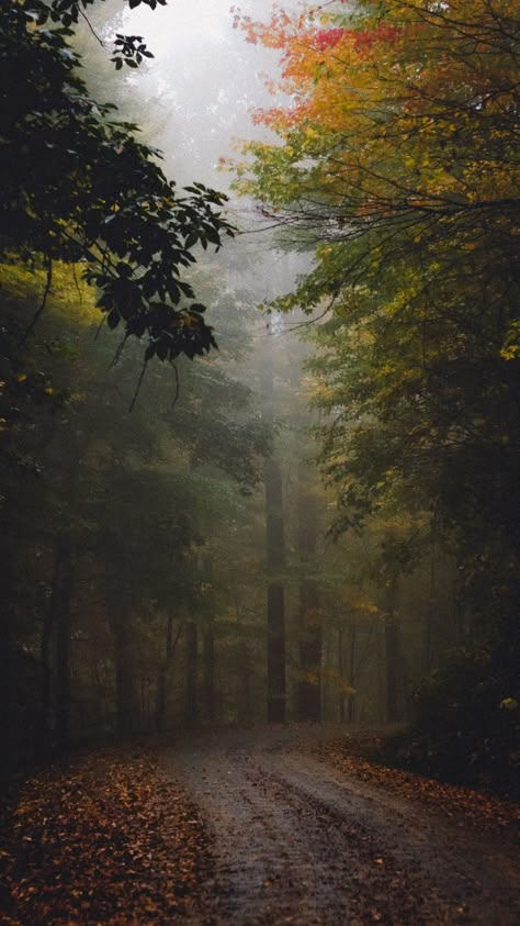 Rain Core, Halloween Core, Arthur Rackham, Autumn Rain, Misty Forest, Autumn Scenery, Dirt Road, Fall Pictures, Autumn Forest