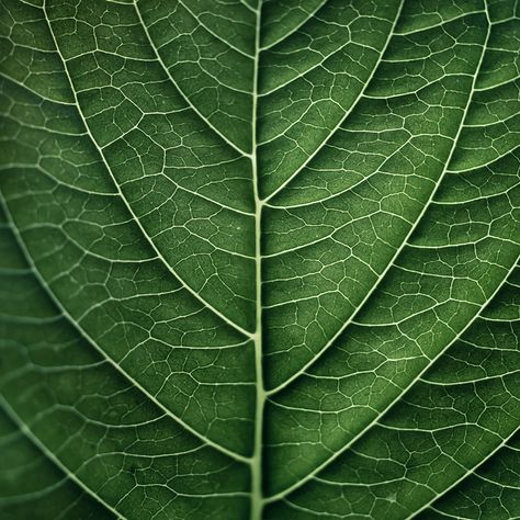 This picture of the leaf shows texture. This shows texture because you can see the veins within the leaf and imagine what is would feel like in real life. Macro Texture, Macro Photography Tips, Foto Macro, Botanical Photography, Trendy Photography, Photography Macro, Beautiful Food Photography, Elements And Principles, Texture Photography