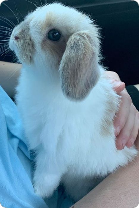 Pet Bunny Rabbits, Cute Bunny Pictures, Pet Bunny, Bunny Pictures, Cute Bunnies, Bunny Rabbits, Baby Bunnies, A Bunny