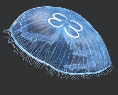 Bioluminescent Jellyfish, Jellyfish Species, Kids Sketchbook, Moon Jellyfish, Sea Jellies, Jellyfish Drawing, Princess Jellyfish, Cnidaria, Jellyfish Tattoo