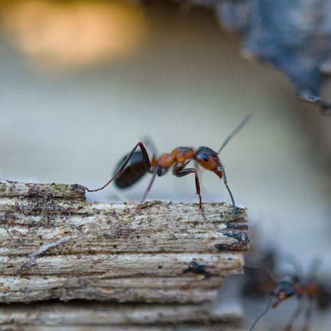 Seen lingering ants this fall? Winter won't freeze them out. Overwintering causes infestations and damage. Act fast! Learn more at a1exterminators.com/winter-ants-are-costly 🚫🐜 #a1exterminators #exterminator #pestcontrol #ants #ant #antcontrol Winds Of Winter, Ant Infestation, Ant Control, Carpenter Ant, Contaminated Food, Electrical Problems, Overwintering, Warm Home, Rodents