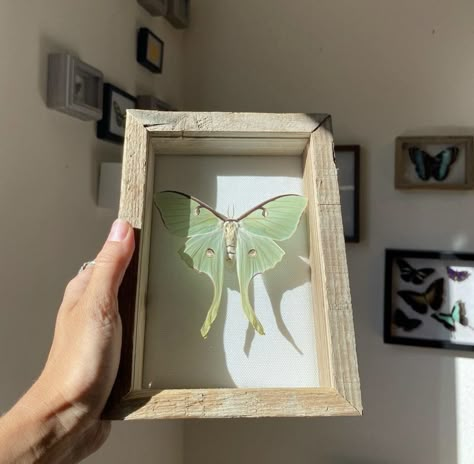 Taxidermy Moth, Moth Display, Entomology Decor, Bug Taxidermy, Butterfly Display, Insect Decor, Oddities Decor, Taxidermy Decor, Framed Insect