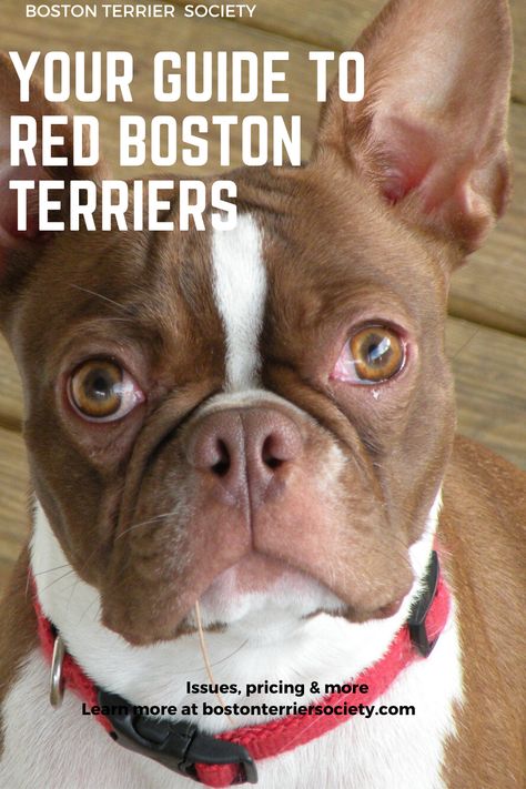 Boston Terrier Costume, Boston Terrier Clothes, Brown Boston Terrier, Catio Ideas, Boston Terrior, Red Boston Terriers, Baby Boston Terriers, Boston Bull Terrier, Boston Terrier Pug