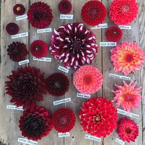 Flowers Meanings, Dahlias Wedding, Dahlia Bouquet, Dahlias Garden, Growing Dahlias, Gladioli, Flower Meanings, Cut Flower Garden, Flowers Decor