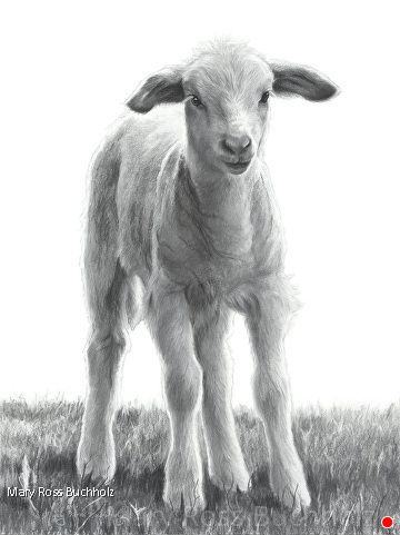 Spring Lamb by Drawings, Graphite & Charcoal, 16 x 12 Farm Animal Illustration, Lamb Drawing, Stencil Logo, Easter Drawings, Line Images, Baby Goat, Woodburning Projects, Baby Goats, Logo Creation