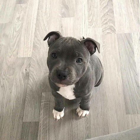 Cute Animals Puppies, Pet Breeds, Very Cute Dogs, Pitbull Puppies, American Pit, Bull Terrier Dog, Bully Breeds, American Pitbull Terrier, Cute Dogs And Puppies