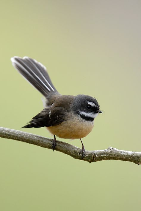 Fantail | Craig McKenzie | Flickr Wagtail Tattoo, Watercolor Parrot Painting, Cabbage Tree, Nz Birds, Tui Bird, Tree Cottage, Greek Pantheon, Nz Art, Animals Photography