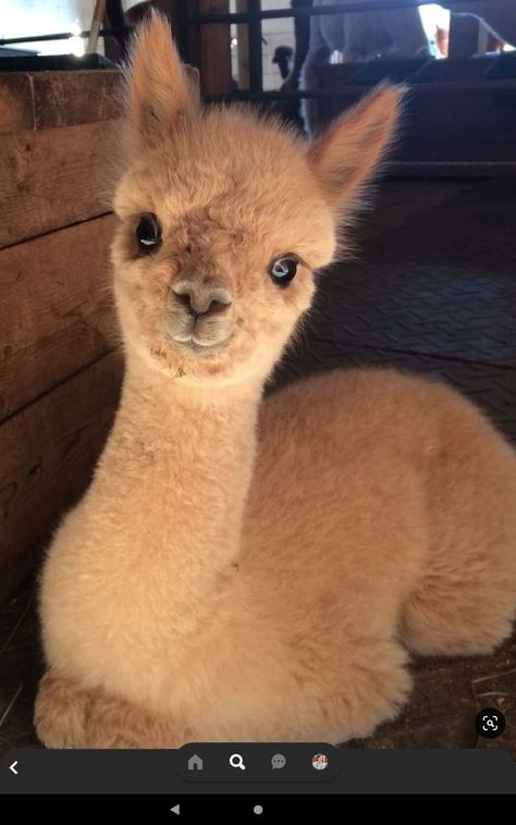 Alpaca Clothing, Animals Tattoo, Tattoo Nature, Alpaca Farm, Cute Alpaca, Llama Alpaca, Cute Llama, Most Beautiful Animals, Crystal Lake