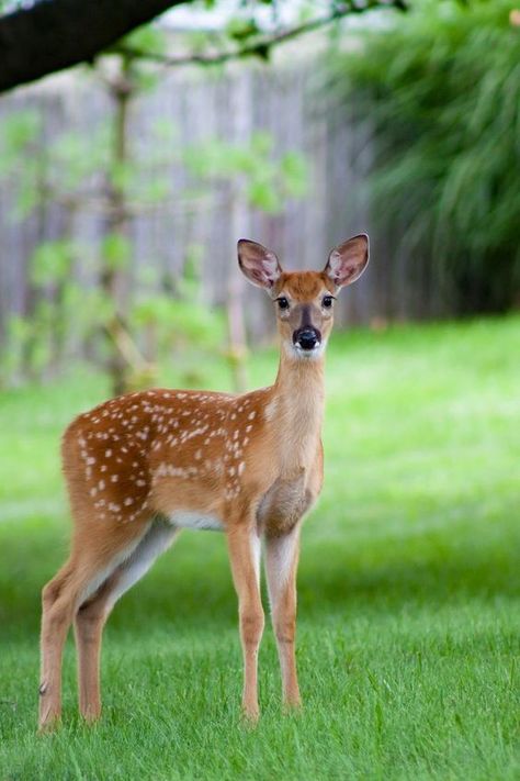 Rock Snake, Deer Aesthetic, Nature Vacations, Deer Images, Deer Heart, Birds For Kids, As The Deer, Snake Painting, Deer Photography