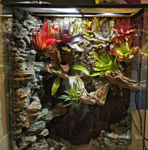 . Dart Frog Vivarium, Gecko Vivarium, Terrariums Diy, Bearded Dragon Diy, Water Terrarium, Frog Terrarium, Frog Tank, Gecko Terrarium, Exo Terra