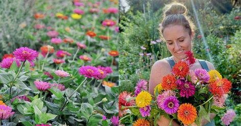 Growing Cut Flowers: 9 of The Best for North Texas Texas Cut Flower Garden, Small Cut Flower Garden Layout, North Texas Gardening, Horticulture Education, Flower Garden Layouts, Full Sun Flowers, Cut Garden, Growing Cut Flowers, Starting Seeds Indoors