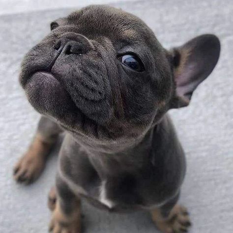 I'm so cute 😍😍 French Bulldog 💕 #frenchbulldog #frenchbulldogsofinstagram #frenchbulldogs #frenchbulldogpuppy #frenchbulldoglove #frenchbulldoglife #frenchbulldoglovers #frenchbulldogofinstagram #frenchbulldogpuppies #frenchbulldogsofig #frenchbulldogoftheday #frenchbulldogstyle #frenchbulldogstagram #frenchbulldogworld #frenchbulldogpics #frenchbulldogmix #frenchbulldogforsale #frenchbulldogshirt #frenchbulldogtshirts #frenchbulldogg #frenchbulldoginstagram #frenchbulldogsofinsta #frenchb... French Bulldog Aesthetic, Bulldog Aesthetic, Mini French Bulldogs, Grey French Bulldog, Bulldog Pics, French Bulldog Gifts, Dog Training Treats, Potty Training Puppy, Frenchie Bulldog