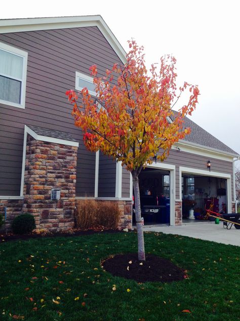 Kwanzaa Cherry Tree in fall colors!  My favorite tree and one of the first added in our yard. Kwanzaa Colors, Barbie Coloring, Barbie Coloring Pages, Princess Coloring Pages, Head Color, Princess Coloring, Kwanzaa, Grinch Christmas, Cherry Tree